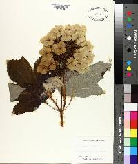 Hydrangea quercifolia image