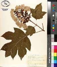 Hydrangea quercifolia image