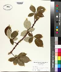 Rubus bifrons image