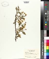 Rubus canadensis image