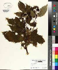 Rubus canadensis image