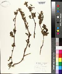 Rubus nefrens image