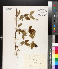 Rubus villosus image