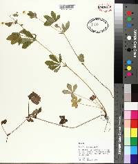 Potentilla canadensis image