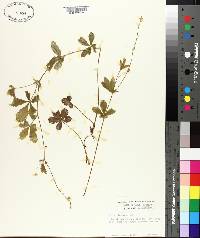 Potentilla canadensis var. canadensis image