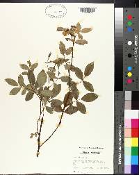 Rosa carolina subsp. subserrulata image