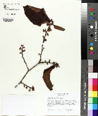 Hamamelis ovalis image