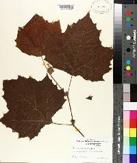 Platanus occidentalis image