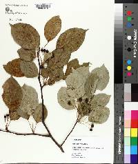 Pyrus calleryana image