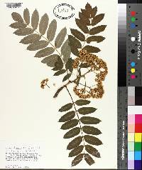 Sorbus decora image