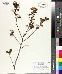 Sorbus melanocarpa image