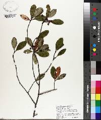 Photinia pyrifolia image