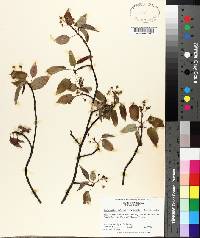 Amelanchier arborea var. laevis image