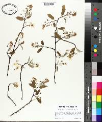 Amelanchier arborea image