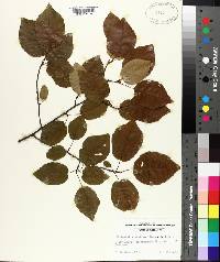 Amelanchier arborea image