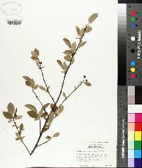 Amelanchier spicata image