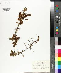 Crataegus aestivalis image