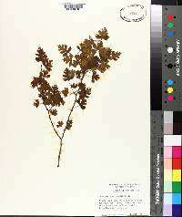 Crataegus marshallii image