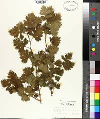 Crataegus marshallii image