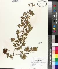 Crataegus marshallii image