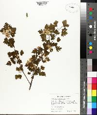 Crataegus marshallii image