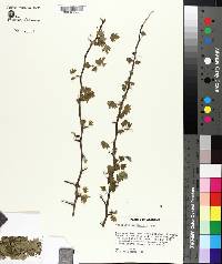 Crataegus marshallii image