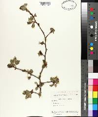 Crataegus mollis image