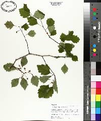 Crataegus pulcherrima image