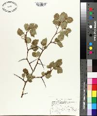 Crataegus chrysocarpa image