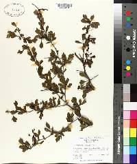 Crataegus spathulata image