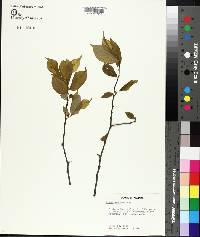 Prunus americana image