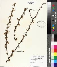 Prunus angustifolia image