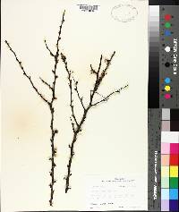 Prunus angustifolia image