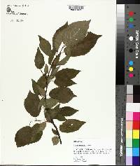 Prunus mexicana image