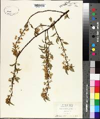 Prunus pensylvanica image