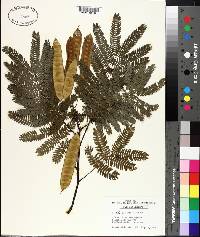 Albizia julibrissin image