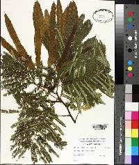 Albizia julibrissin image