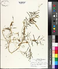 Mimosa microphylla image