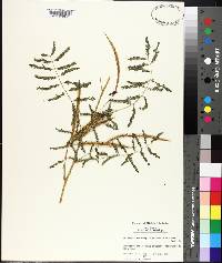 Mimosa microphylla image