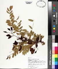 Gleditsia aquatica image