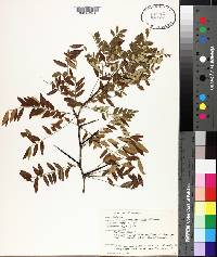 Gleditsia aquatica image