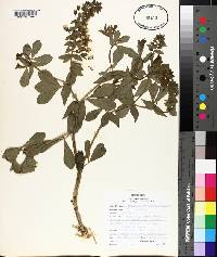 Baptisia bracteata var. laevicaulis image