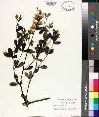 Baptisia alba image