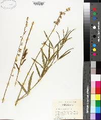 Crotalaria lanceolata image