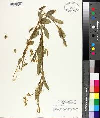 Crotalaria sagittalis image