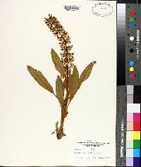 Lupinus villosus image