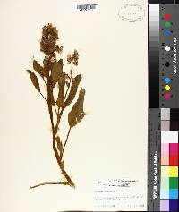 Lupinus villosus image