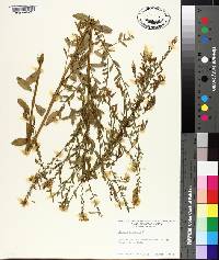 Genista tinctoria image