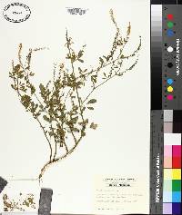 Melilotus albus image