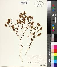 Trifolium arvense image